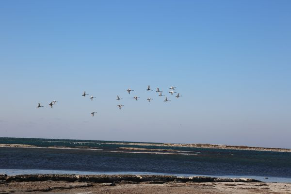 зимний учёт птиц