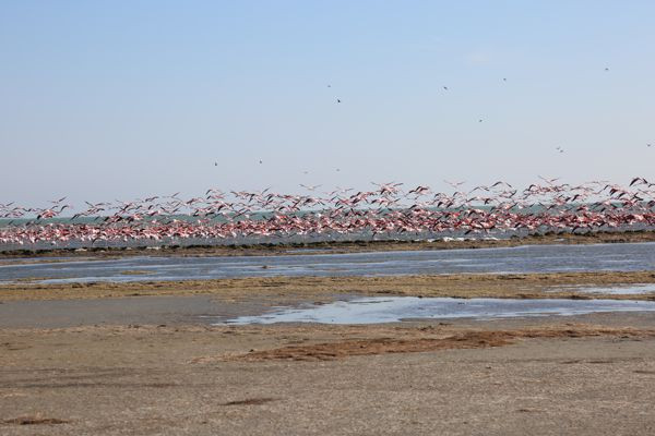 зимний учёт птиц