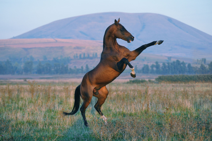  Ахалтекинский конный комплекс преобразится к Празднику скакуна