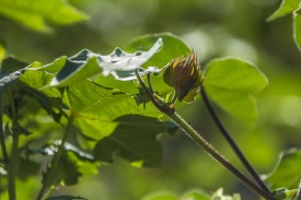 Посеять семена китайско-туркменского аграрного сотрудничества