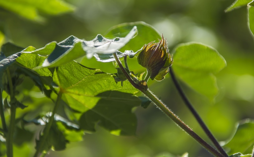 Посеять семена китайско-туркменского аграрного сотрудничества