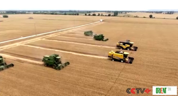  Рекордный урожай зерна и стабильный рост животноводства зафиксированы в Китае в 2025 году