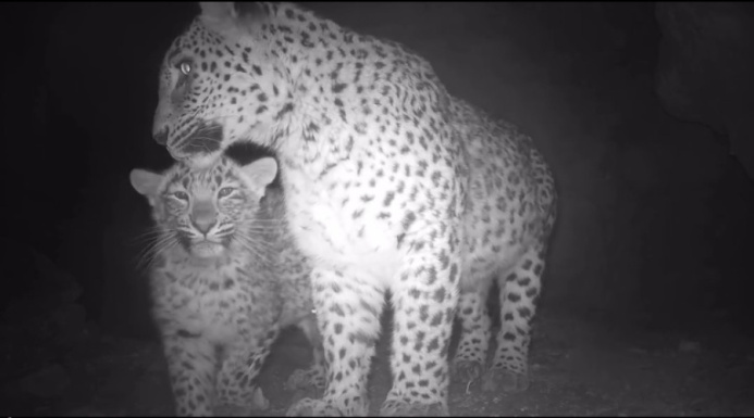  Female Persian Leopard with Cub Has Been Recorded in the Badkhyz Nature Reserve