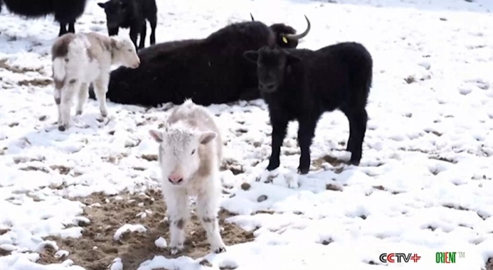  Китайские учёные объявили о прорыве в клонировании яков: в Тибете естественным путём родились 10 клонированных телят