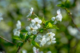 Туркменистанцев ждут трехдневные выходные в честь 8 марта