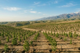 Всенародная озеленительная акция в Туркменистане пройдет 21 марта