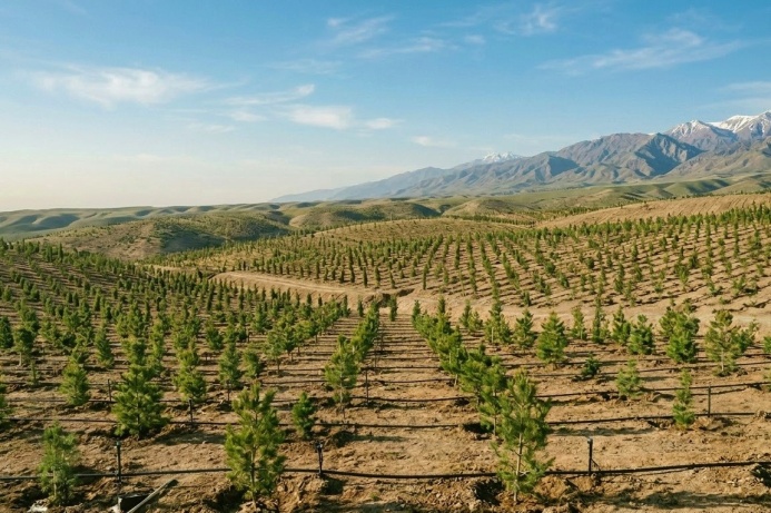  Всенародная озеленительная акция в Туркменистане пройдет 21 марта