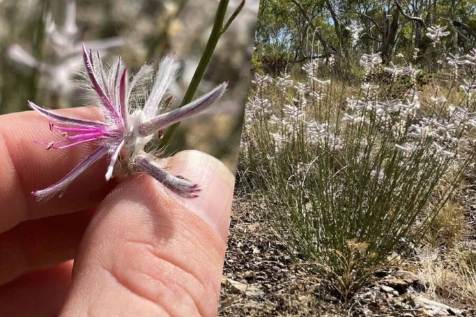  A Smartphone Photo Helped Find a Plant Thought Extinct