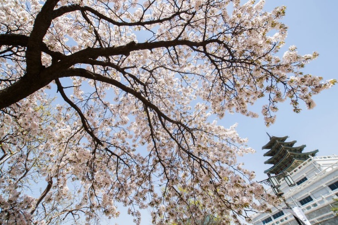  В Японии отменили фестиваль цветения сакуры из-за проблем, связанных с туристами