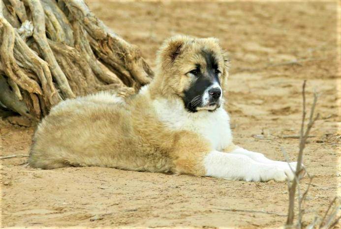  Номинация Туркменистана по алабаям рассматривается на сессии Комитета ЮНЕСКО в Нью-Дели