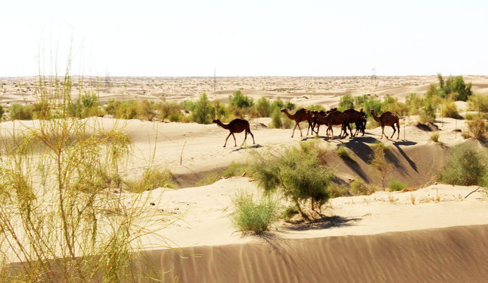  Борьба с изменением климата: очередной вклад Туркменистана