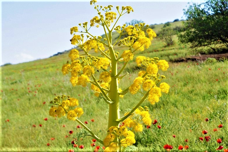 27112025-turkmenistan-uzbekistan-ferula (1).JPG