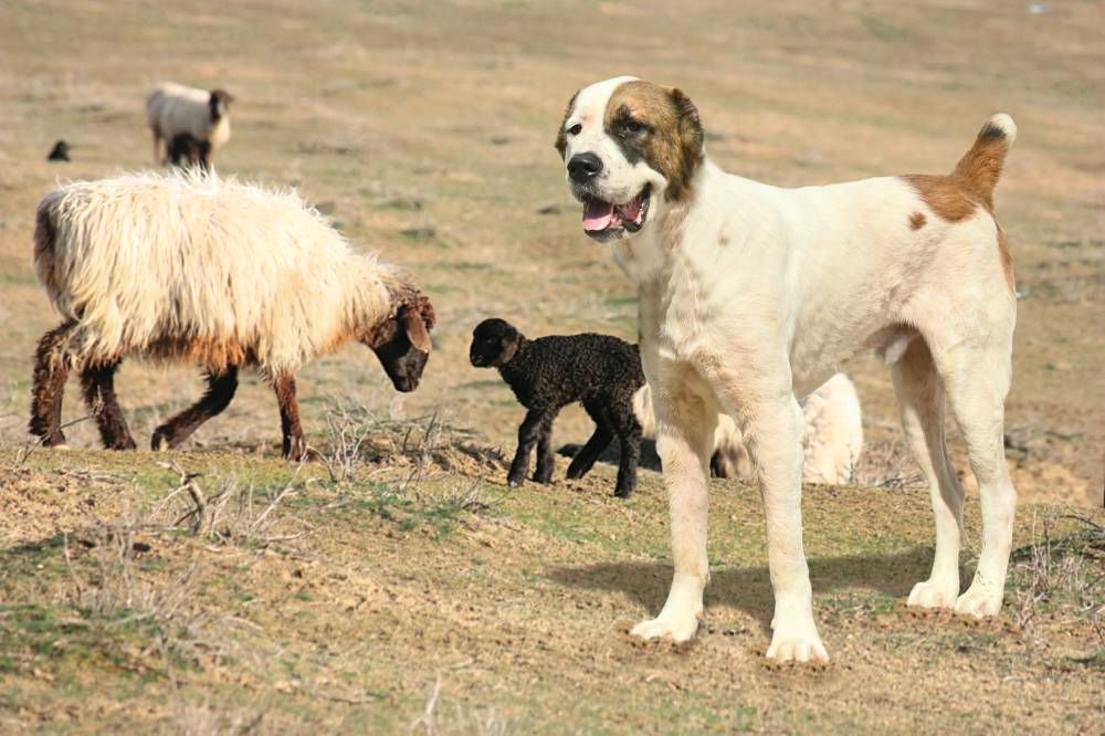 nominacia-turkmenistan-alabai-unesco (3).jpg