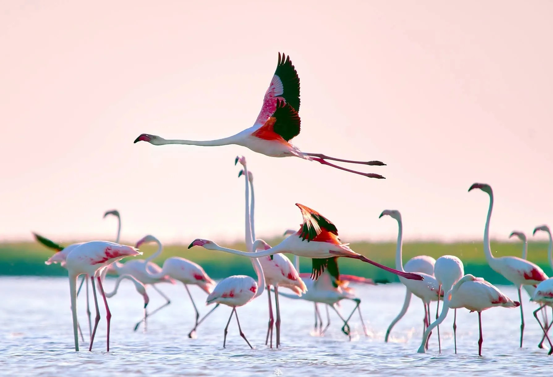 khazar-reserve-caspian-birds-winter-2025 (2).jpg