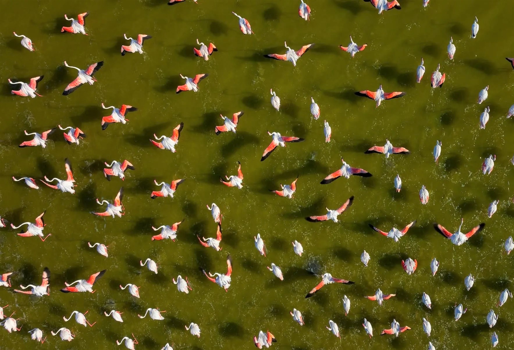 khazar-reserve-caspian-birds-winter-2025 (4).jpg