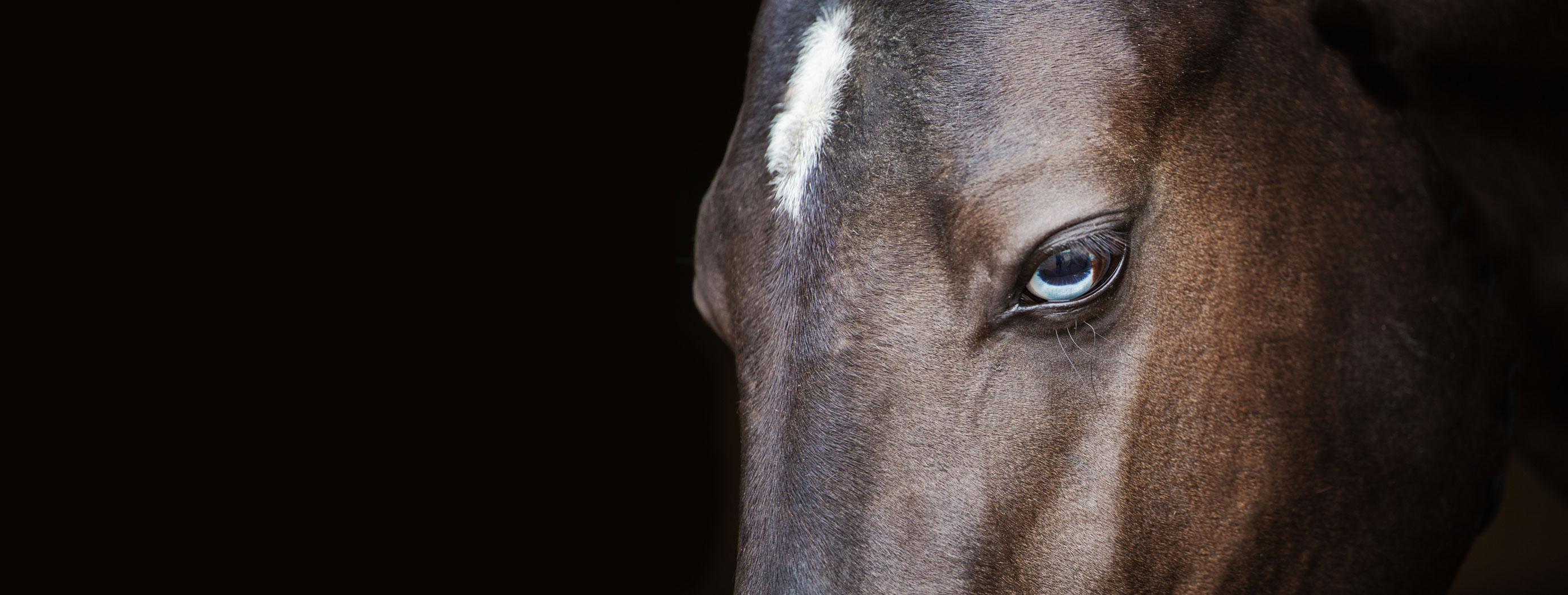 01022026-akhal-teke-turkmenistan-national-tourism-brand (4).jpg