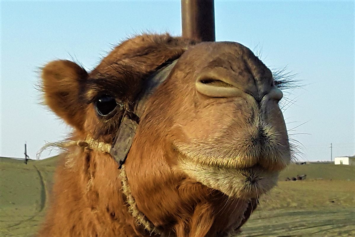 03022026-camel-diseases-research-center-central-asia (2).JPG