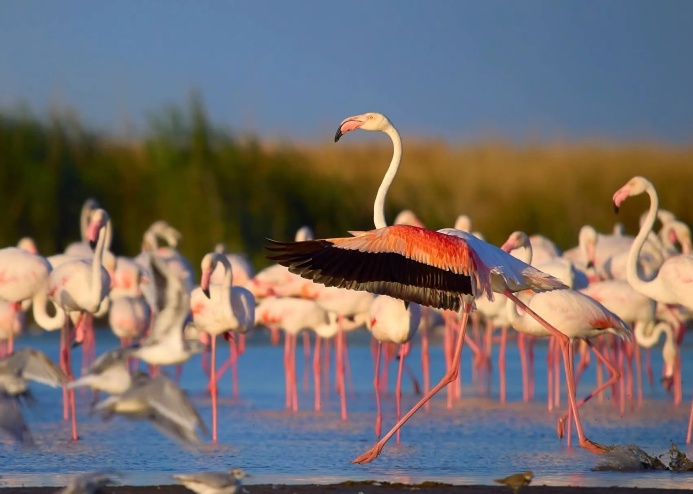  Почему важны водно-болотные угодья и как их защитить - круглый стол в Ашхабаде