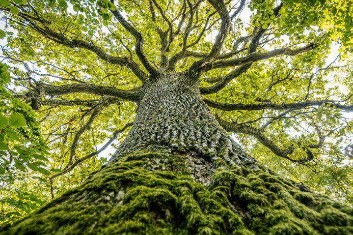  Анализ показал: Кора деревьев также очищает воздух