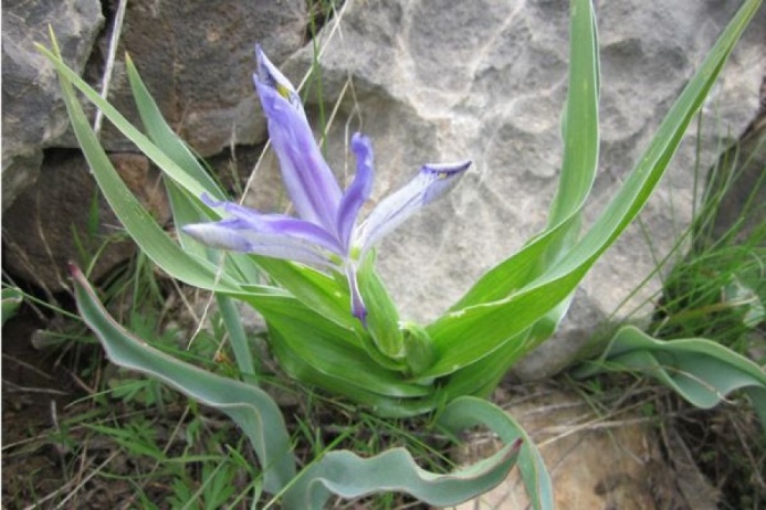  Из-за ранней весны в Туркменистане все первоцветы расцвели одновременно