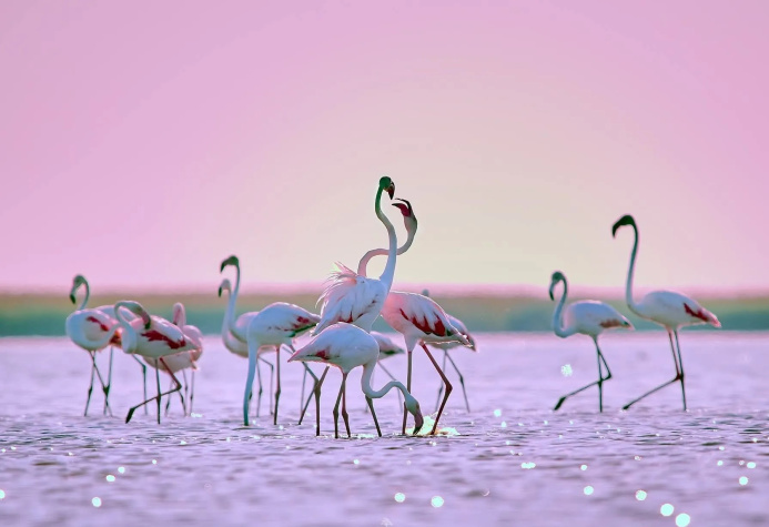  Зимний карнавал на Каспии: птичьи базары Хазарского заповедника