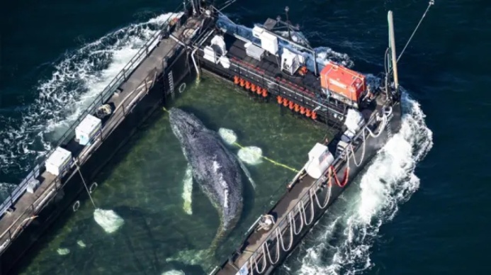  The Journey Home: How Germany Rescued "Timmy," the Humpback Whale Whose Plight Won the World's Attention