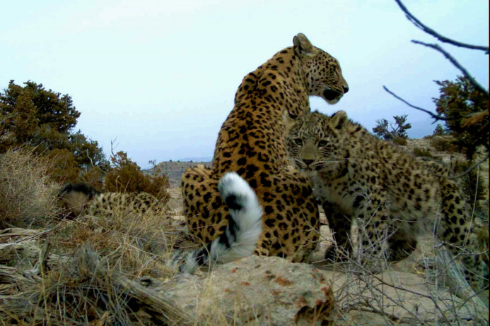  Туркменистан обновляет Национальную стратегию по сохранению биоразнообразия