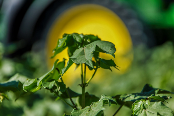  Президент Туркменистана утвердил производственный план хлопковой отрасли на 2026 год