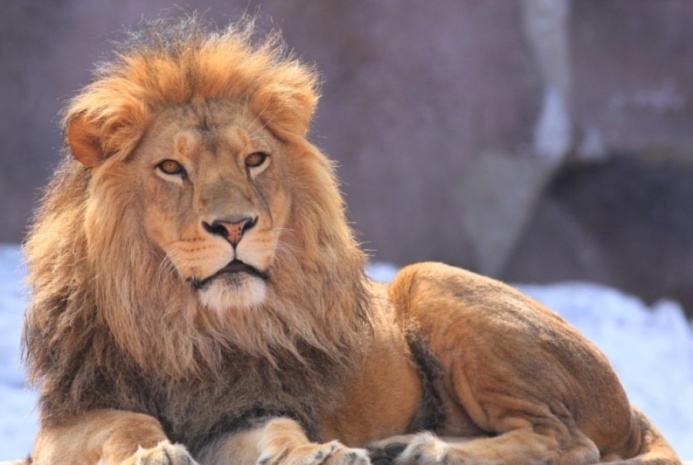  В Национальный музей живой природы Туркменистана прибыли четыре льва из Казахстана