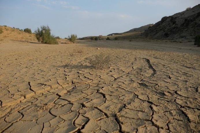  На высохшем дне Аральского моря возникла новая экосистема